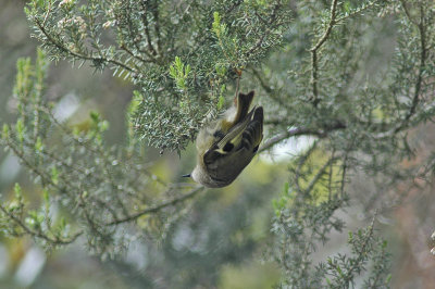 low res Goldcrest not reduced (3).jpg