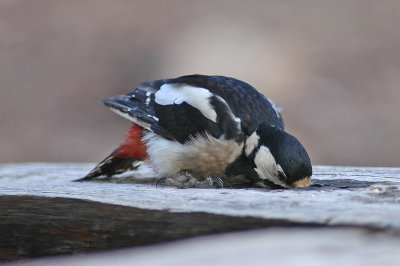 low res Great Spotted Woodpecker not reduced (3).jpg