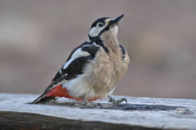 low res Great Spotted Woodpecker not reduced (4).jpg