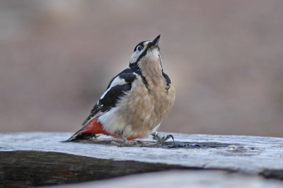 low res Great Spotted Woodpecker not reduced.jpg