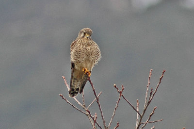 low res Kestrel not reduced.jpg