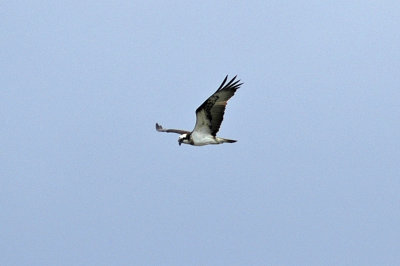 low res Osprey not reduced.jpg
