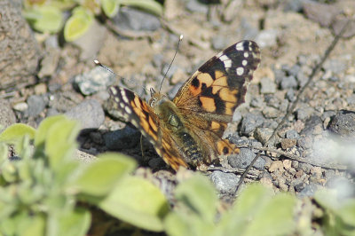 low res Painted Lady not reduced (2).jpg