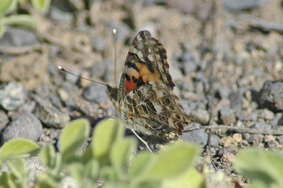 low res Painted Lady not reduced (3).jpg