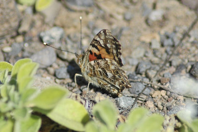 low res Painted Lady not reduced.jpg