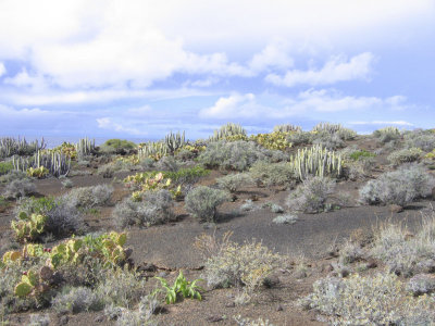 low res Punta de Teno not reduced.jpg