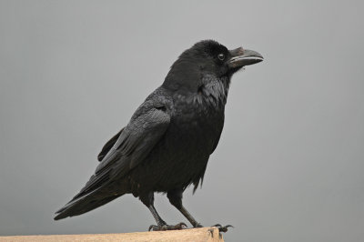 low res Raven not reduced (2).jpg