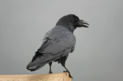 low res Raven not reduced (3).jpg