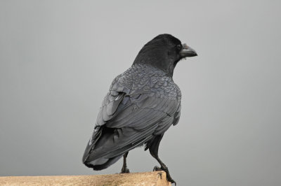 low res Raven not reduced.jpg