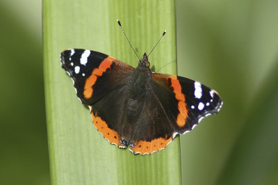 low res Red Admiral not reduced.jpg
