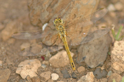 low res Red-veined Darter not reduced.jpg