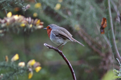 low res Robin not reduced (2).jpg