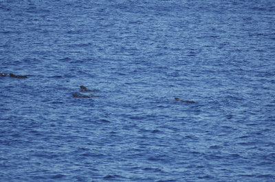 low res Short-finned Pilot Whale not reduced (2).jpg