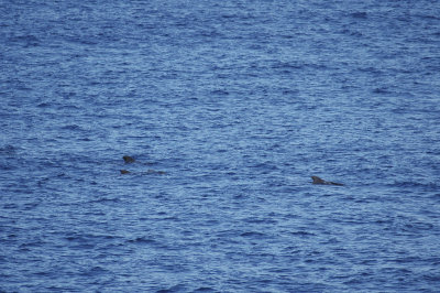 low res Short-finned Pilot Whale not reduced.jpg