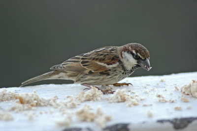 low res Spanish Sparrow not reduced (3).jpg