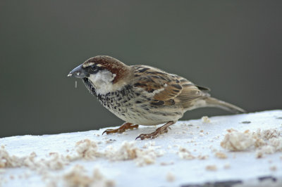 low res Spanish Sparrow not reduced (4).jpg