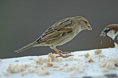 low res Spanish Sparrow not reduced (7).jpg