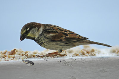 low res Spanish Sparrow not reduced.jpg