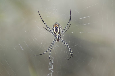 low res Spider not reduced.jpg