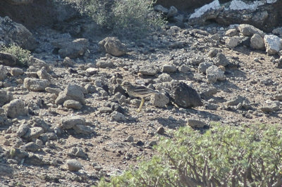 low res Stone Curlew not reduced.jpg
