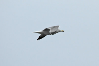 low res Yellow-legged Gull not reduced (2).jpg