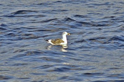 low res Yellow-legged Gull not reduced (3).jpg