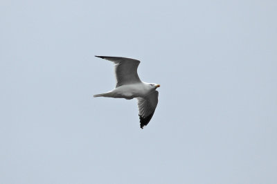 low res Yellow-legged Gull not reduced.jpg