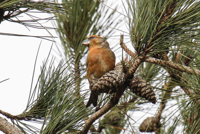 Parrot Crossbill (Loxia pytyopsittacus)