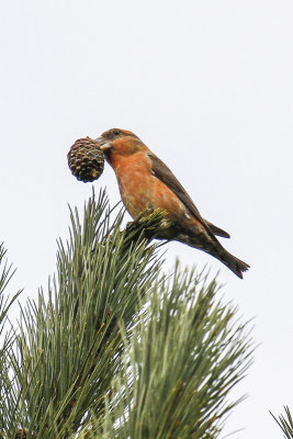 Parrot Crossbill (Loxia pytyopsittacus)