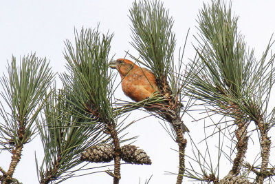 Parrot Crossbill (Loxia pytyopsittacus)