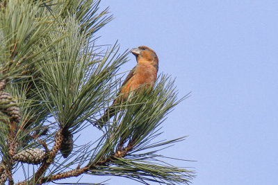 Parrot Crossbill (Loxia pytyopsittacus)