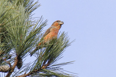 Parrot Crossbill (Loxia pytyopsittacus)