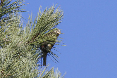 Parrot Crossbill (Loxia pytyopsittacus)