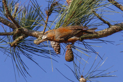 Parrot Crossbill (Loxia pytyopsittacus)