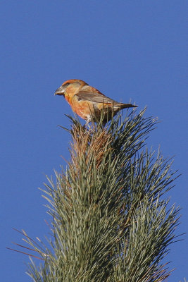 Parrot Crossbill (Loxia pytyopsittacus)