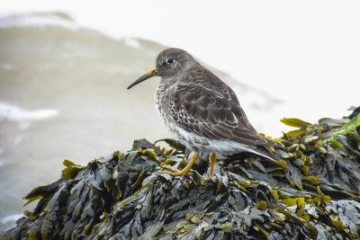 Purple Sandpiper (Calidris maritima)