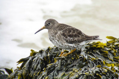 Purple Sandpiper (Calidris maritima)