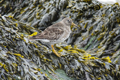 Purple Sandpiper (Calidris maritima)