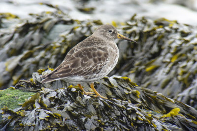 Purple Sandpiper (Calidris maritima)