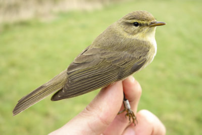 Willow Warbler (Phylloscopus trochilus)