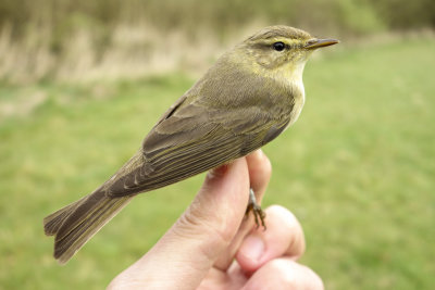 Willow Warbler (Phylloscopus trochilus)