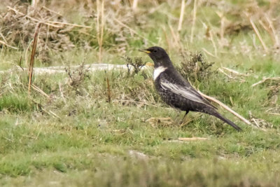 Ring Ouzel (Turdus torquatus)