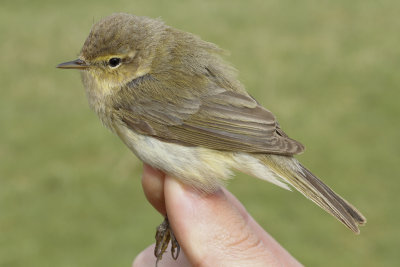Chiffchaff (Phylloscopus collybita abietinus)