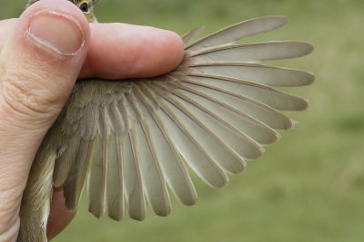 Chiffchaff (Phylloscopus collybita abietinus)