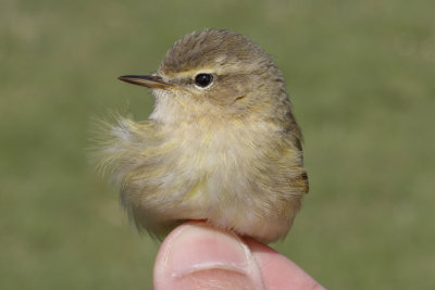 Chiffchaff (Phylloscopus collybita abietinus)