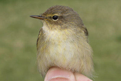 Chiffchaff (Phylloscopus collybita)