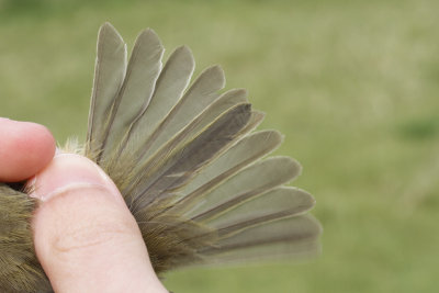 Chiffchaff (Phylloscopus collybita)