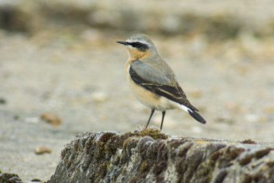 Greenland Wheatear (Oenanthe oenanthe leucorhoa)