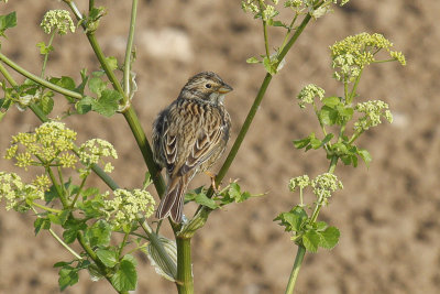 Corn Bunting (Miliaria calandra)