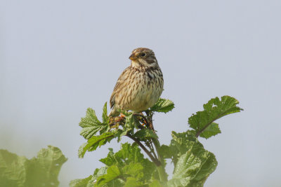 Corn Bunting (Miliaria calandra)